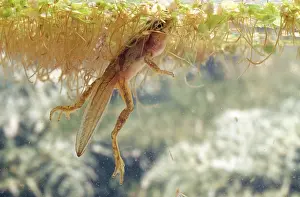 Lifecycle: Pacific Chorus Frog Tadpole