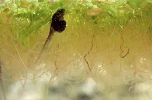 Lifecycle: Pacific Chorus Frog Tadpole