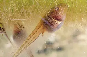 Lifecycle: Pacific Chorus Frog Tadpole