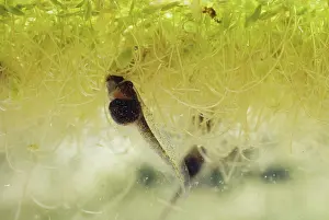 Lifecycle: Pacific Chorus Frog Tadpole