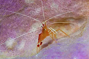 Prawn: Pacific cleaner shrimp (Lysmata amboinensis), sitting
