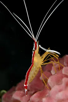 Prawn: Pacific cleaner shrimp (Lysmata amboinensis) adult