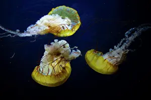 Chrysaora: Pacific compass jellyfish (Chrysaora fuscescens)