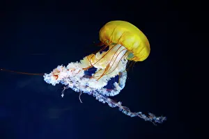 Chrysaora: Pacific compass jellyfish (Chrysaora fuscescens)