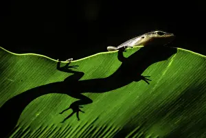 Skink: Pacific Copper-striped Skink