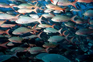 Darwin: Pacific creolefish Paranthias colonus Darwin island Galapago
