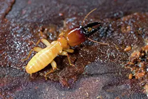 Workers: Pacific Dampwood Termite