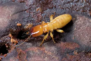 Workers: Pacific Dampwood Termite