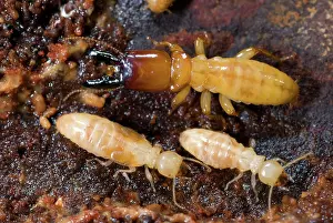 Workers: Pacific Dampwood Termites