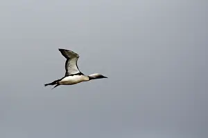 Pacifica: Pacific Diver / Pacific Loon