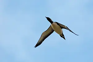 Pacifica: Pacific Diver / Pacific Loon