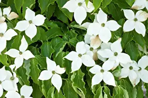 Cornus: Pacific Dogwood
