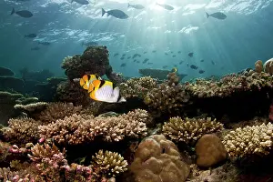 Butterflyfish: Pacific double-sattle Butterflyfish - Stony Corals