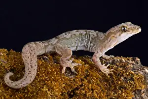 Pacificus: The Pacific gecko (Dactylocnemis pacificus) is a