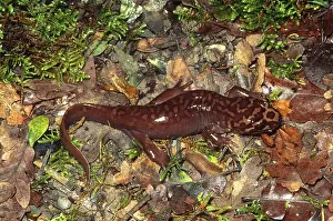 Dicamptodon: Pacific Giant Salamander