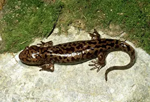 Dicamptodon: Pacific Giant Salamander