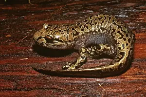 Dicamptodon: Pacific Giant Salamander