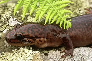Dicamptodon: Pacific Giant Salamander