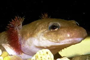 Dicamptodon: Pacific Giant Salamander Larva