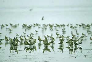 Fulva: Pacific Golden / Asiatic / Lesser / Least Plover