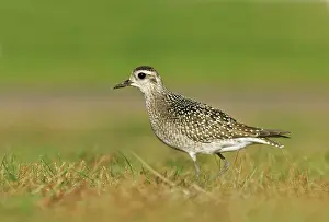 Fulva: Pacific Golden Plover - 1st Winter female