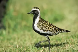 Midway: Pacific Golden Plover