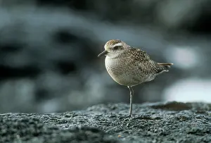 Fulva: Pacific Golden PLOVER - female