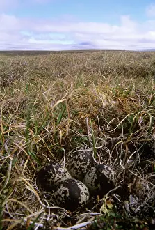 Fulva: Pacific Golden PLOVER - nest with eggs