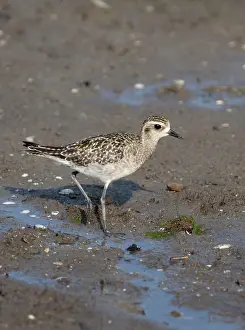 Fulva: Pacific Golden Plover - in winter plumage