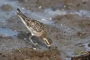 Fulva: Pacific Golden Plover - in winter plumage