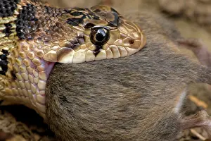 Gopher: Pacific Gopher Snake - eating Mouse