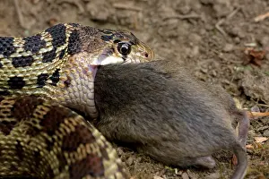 Gopher: Pacific Gopher Snake - eating Mouse