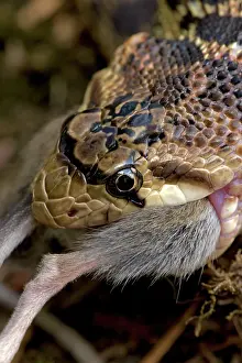 Gopher: Pacific Gopher Snake - eating Mouse