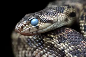 Prior: Pacific Gopher Snake - with eyes clouded prior