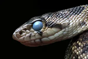 Prior: Pacific Gopher Snake - with eyes clouded prior