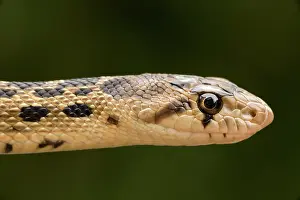 Gopher: Pacific Gopher Snake Head