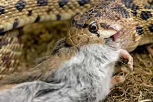 Gopher: Pacific Gopher Snake Head - eating Mouse