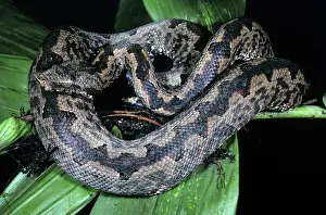 Boidae: Pacific Ground Boa (Candoia paulsoni)