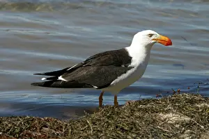 Pacificus: Pacific Gull