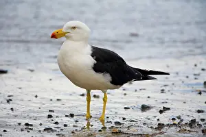 Pacificus: Pacific Gull