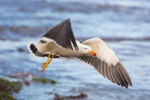 Victoria: A Pacific Gull at Monforts Beach during a sunny d