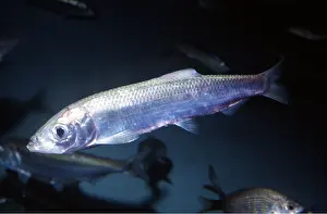 Ken Lucas: PACIFIC HERRING - WHOLE BODY