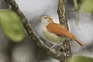 Ecuador: Pacific Hornero (Furnarius leucopus), Ecuador