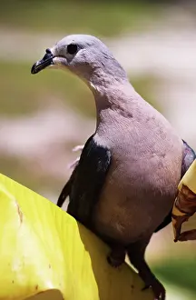 Ducula: Pacific Imperial Pigeon - Immature