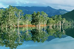 Melaleuca: PACIFIC ISLANDS - New Caledonia, Niaouli trees