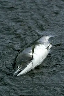 Freshwaters: Pacific (King) Salmon, Anadromous, migrates to freshwaters