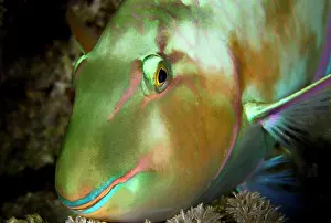 Longnose: Pacific Longnose Parrotfish