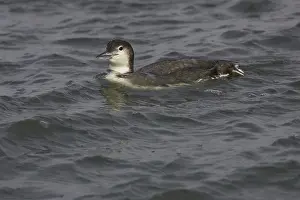 Barnegat: Pacific Loon