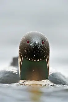 Peter Mather: Pacific Loon / Diver Arctic National Wildlife Refuge