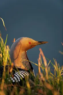 Peter Mather: Pacific Loon / Diver Arctic National Wildlife Refuge